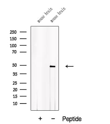 ACTR10 Antibody