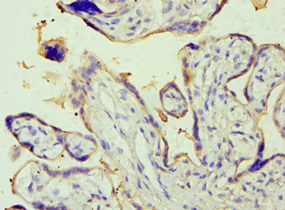 PLAP / Alkaline Phosphatase Antibody (aa260-520)