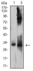 JAM2 Antibody (clone 6G1A11)