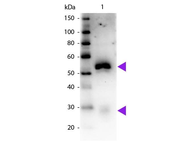 Mouse Anti-Rabbit IgG Secondary Antibody (HRP)