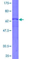 Human ARHGEF3 / XPLN Protein (Recombinant GST)