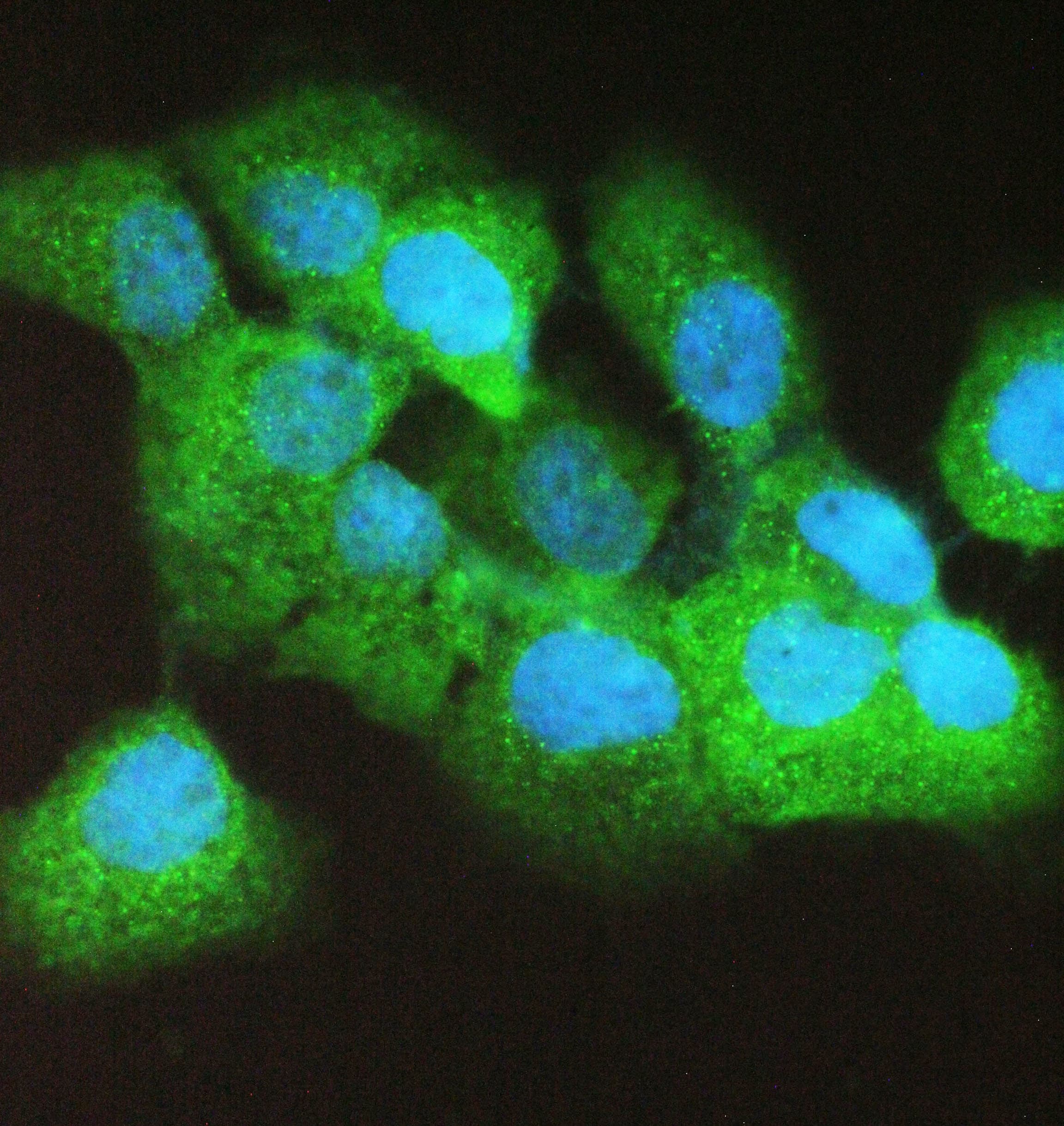 CASP4 / Caspase 4 Antibody
