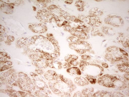 MRRF Antibody (aa56-262, clone OTI2A9, Carrier-free)