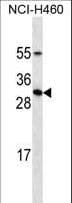 PRL / Prolactin Antibody (aa188-216)