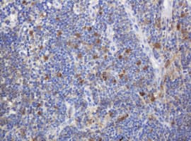 c-Kit / CD117 Antibody (aa546-976, clone OTI2C1D5, Carrier-free)