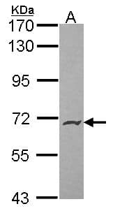 PODXL2 / Endoglycan Antibody (aa273-597)