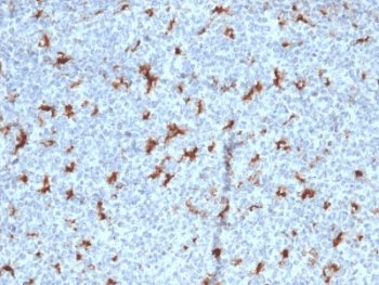 CD68 Antibody (clone C68/2501, Azide-free, BSA-free)