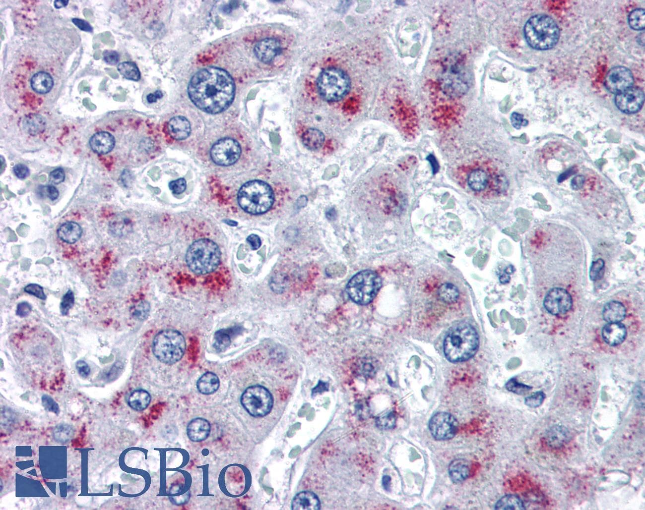 IHC-plus™ Monoclonal Mouse anti-Human CENPF / CENP-F Antibody (clone 14C10 1D8, aa1759-2093, IHC, IF, WB)