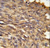HDLBP / Vigilin Antibody (aa764-791)