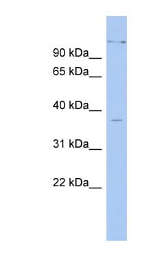 PAX4 Antibody (aa35-84)