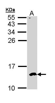 CKS2 Antibody (aa15-79)