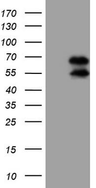 UBP1 Antibody (aa47-269, clone OTI9B3, Carrier-free)