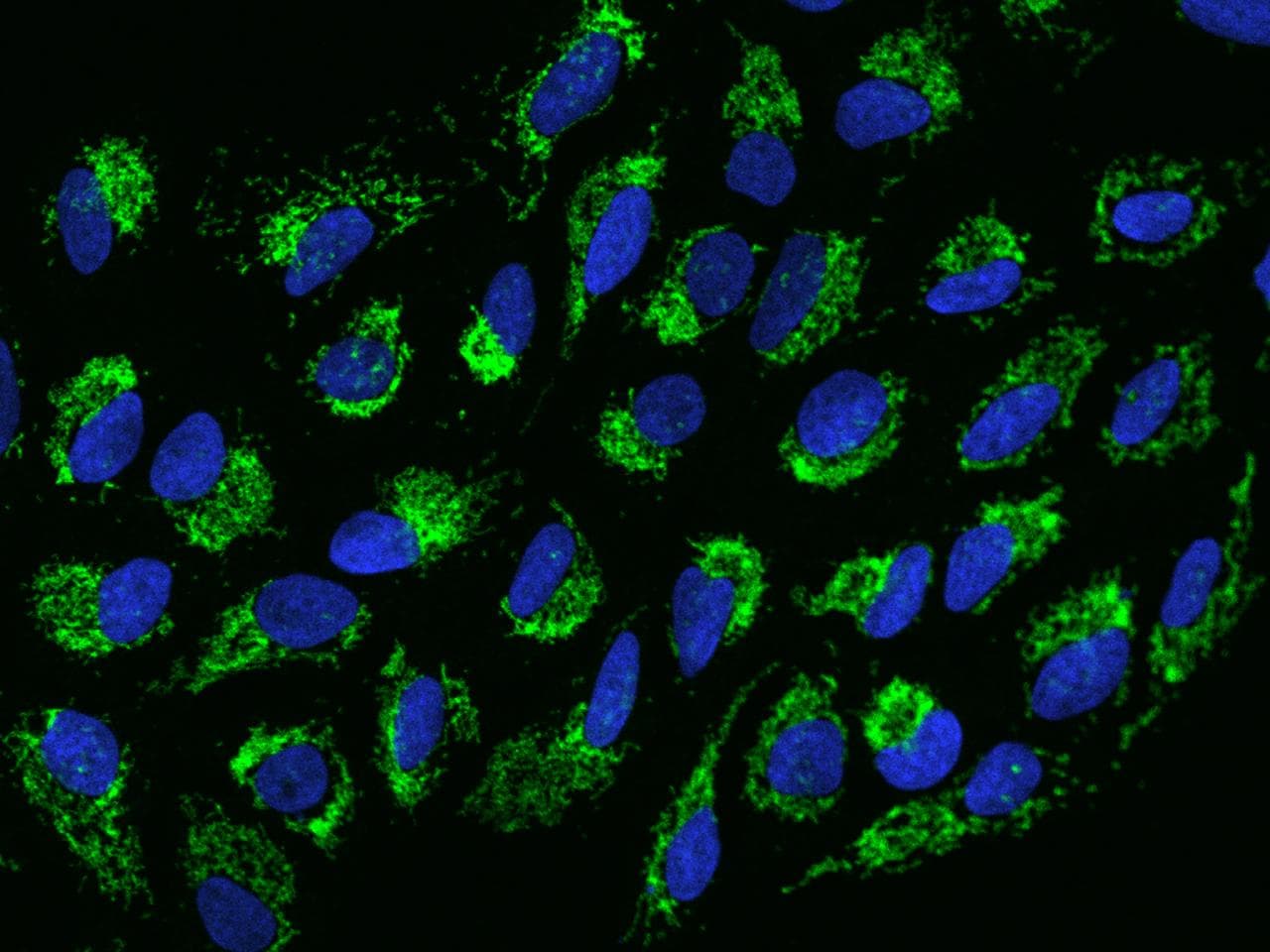 Polyclonal Rabbit anti-Human EFTU / TUFM Antibody (IHC, IF, WB)