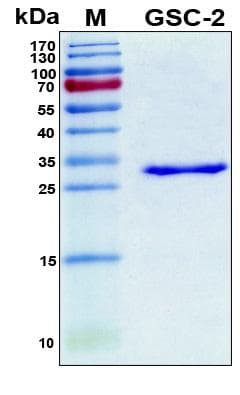 Human GSCL / GSC2 Protein (Recombinant 6His, N-terminus)