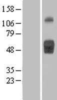 CD121b / IL1R2 Protein (Over-Expression Lysate Myc-DDK (Flag))
