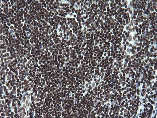 Monoclonal Mouse anti-Human ARNTL / BMAL1 Antibody (clone OTI1H6, IHC, WB)
