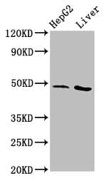 Polyclonal Rabbit anti-Human APMAP / C20orf3 Antibody (IHC, IF, WB)