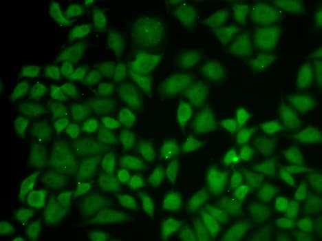 KPNA1 / Importin Alpha 5 Antibody