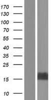 MTCP1 Protein (Over-Expression Lysate Myc-DDK (Flag))