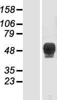 TBX6 Protein (Over-Expression Lysate Myc-DDK (Flag))