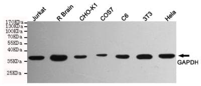 GAPDH Antibody