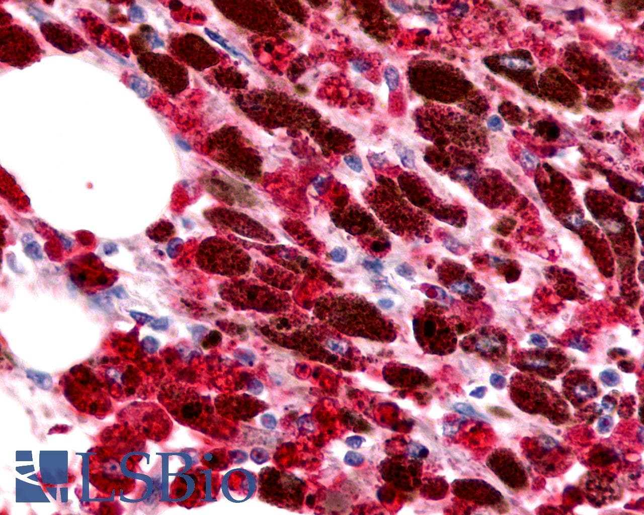 PathPlus™ ACKR4 / CCRL1 / CCR11 Antibody (Cytoplasmic Domain)