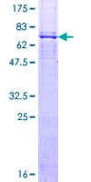 Human LASS4 Protein (Recombinant GST)