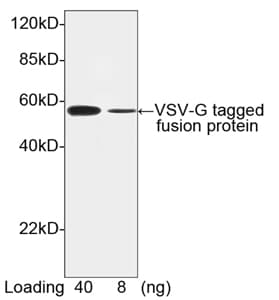VSV-g Tag Antibody (VSV-G epitope)