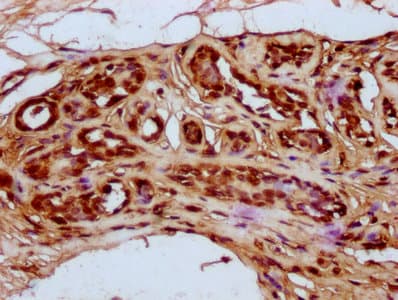 HIST1H4I Antibody