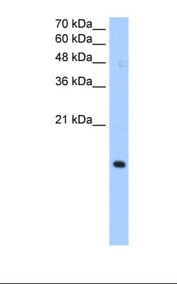 PILRA Antibody (aa51-100)