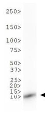 HIST3H3 Antibody (Me-Lys9)