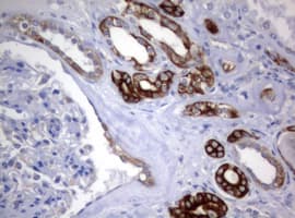 Monoclonal Mouse anti-Human BNIP1 Antibody (clone OTI2B3, aa1-199, IHC, WB)