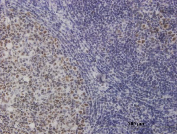 Monoclonal Mouse anti-Human TOE1 Antibody (clone 1D8, IHC, WB)
