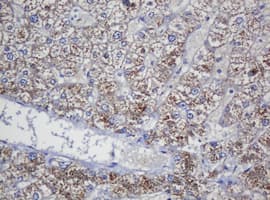 COG6 Antibody (clone OTI4G4)