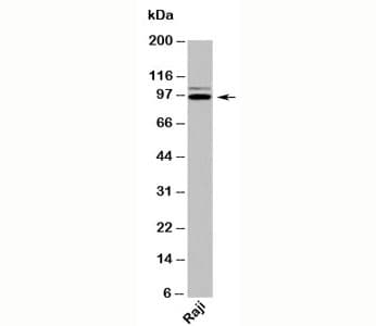 TRIL Antibody (C-Terminus)