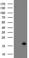 TSC22D1 / TSC22 Antibody (clone OTI4H8)