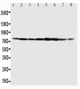 MCM7 Antibody (aa699-719)