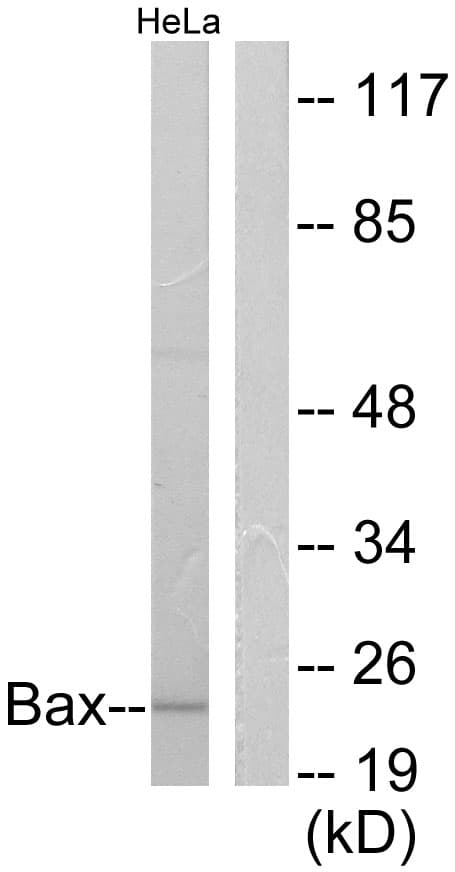 PathPlus™ Polyclonal Rabbit anti-Human BAX Antibody (aa1-50, IHC, IF, WB)