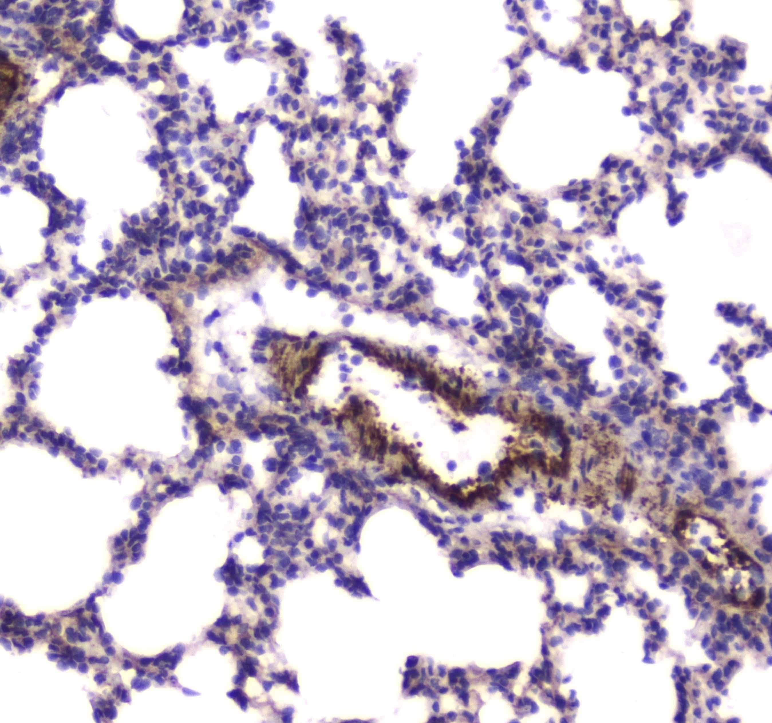 MYLK Antibody
