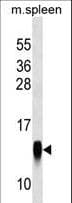 CRB3 Antibody (aa67-95)