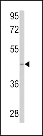 SPHK / SPHK1 Antibody (aa286-315)