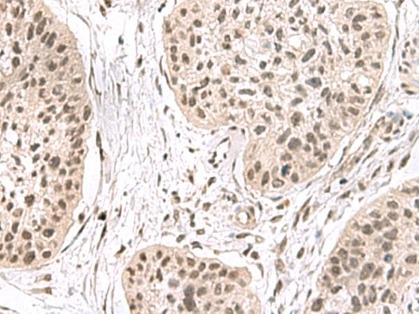 ERH Antibody