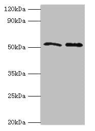 GOPC / PIST Antibody (aa203-462)