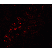 RIPK3 / RIP3 Antibody