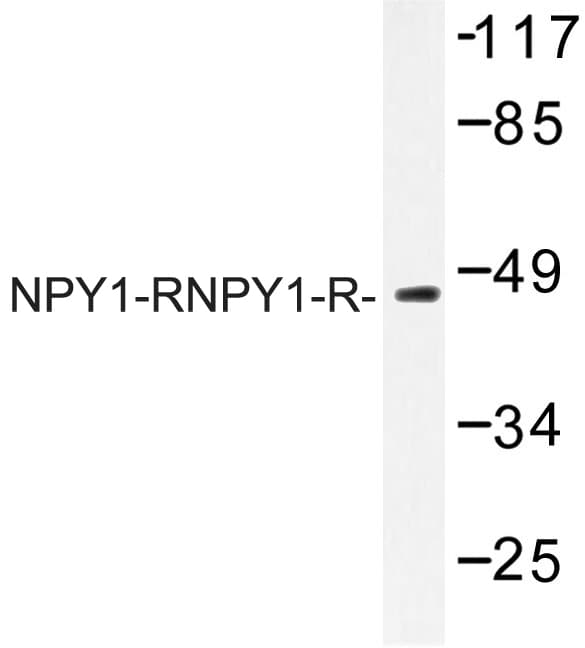 NPY1R Antibody (Arg254)