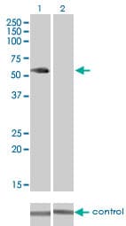 VRK2 Antibody (clone 3B10)