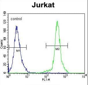 KLF14 / BTEB5 Antibody (aa254-283)