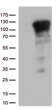 NFKB1 / NF-Kappa-B Antibody (clone OTI3A9, Carrier-free)