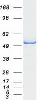 Human WIPF1 / WIP Protein (Recombinant Myc-DDK (Flag))