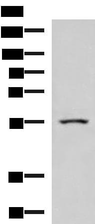 ARIH2 Antibody